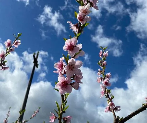 🌸ᴘʀᴏғᴜᴍᴏ ᴅɪ ᴘʀɪᴍᴀᴠᴇʀᴀ🌸 - Immagine