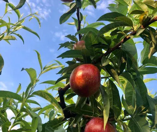 Raccolta di pesche e nettarine - Immagine